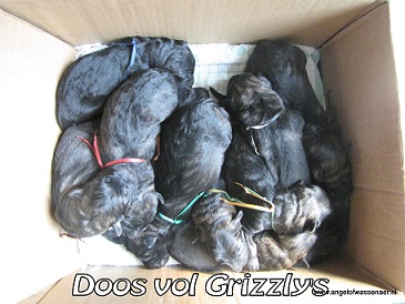 Een doos vol Grizzly's